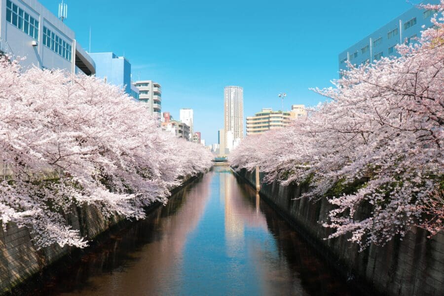 目黒川桜